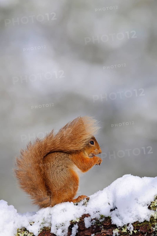 Eurasian red eurasian red squirrel