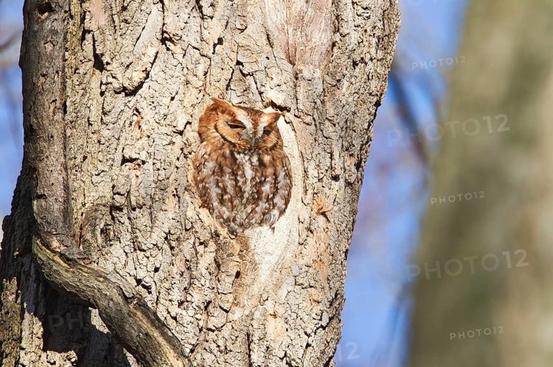 Eastern Screech-owl