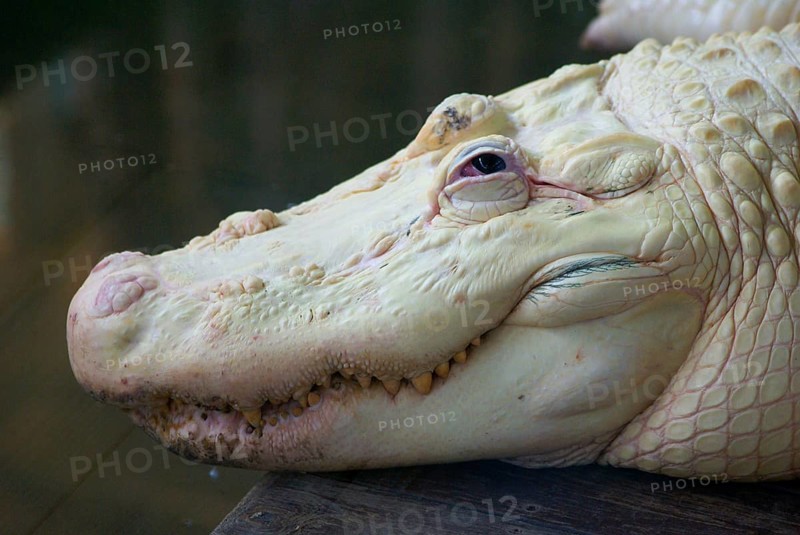 American american alligator