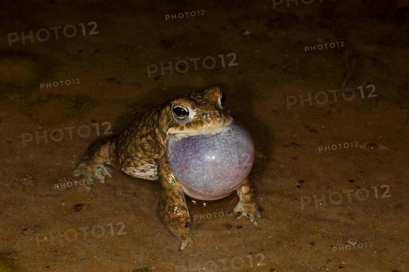 Natterjack toad