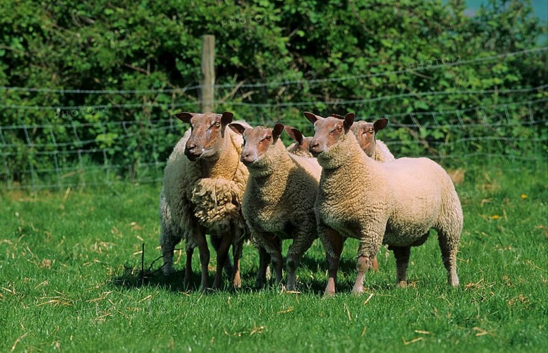 Local sheep
