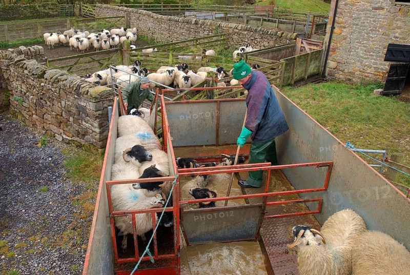 Shepherd dipping Scottish Blackface sheep in mobile dipper