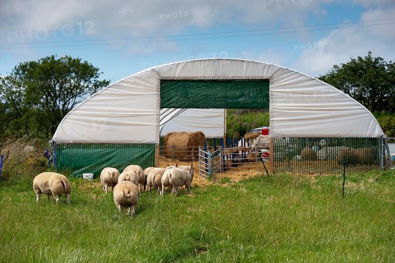 Domestic Sheep