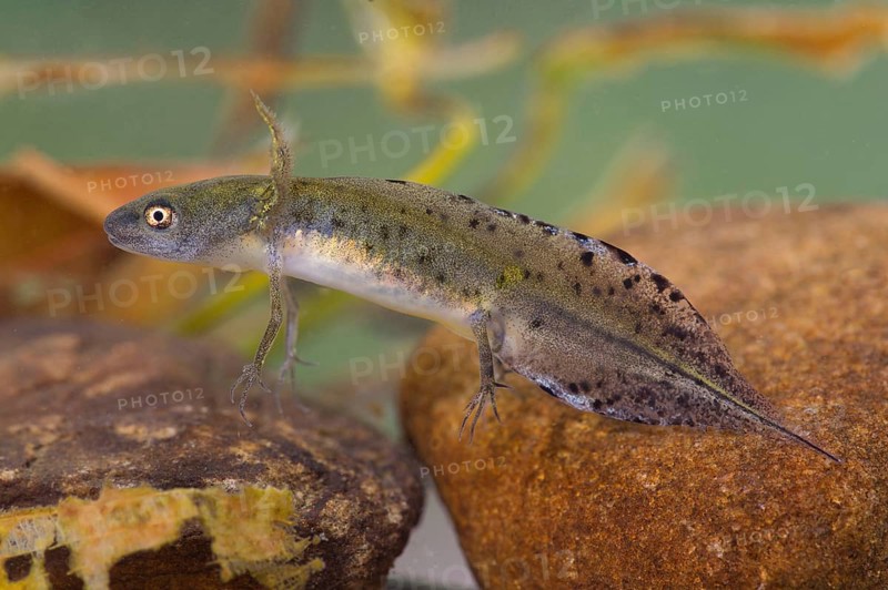 Great Crested Newt