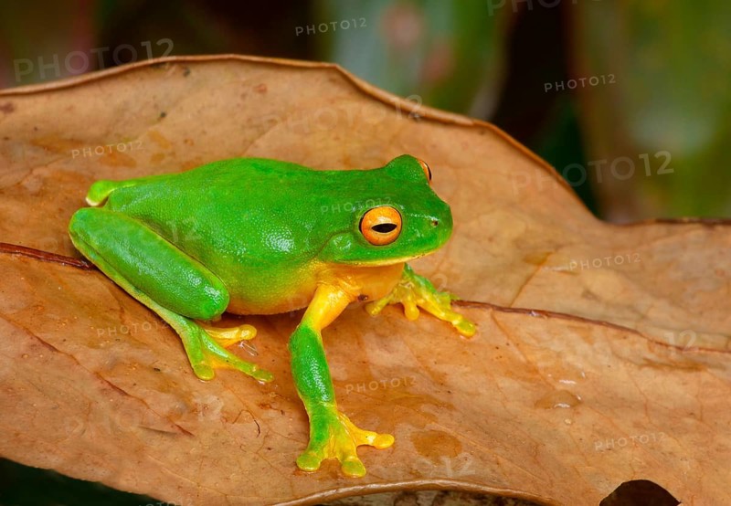 White-lipped tree frog