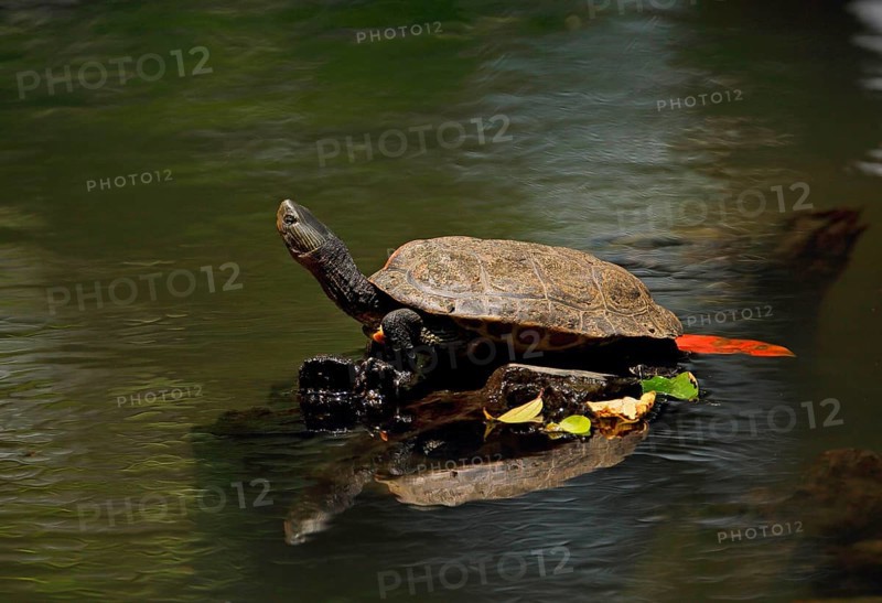 Chinese stripe-necked turtle
