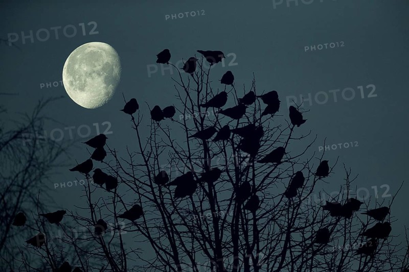Jackdaw