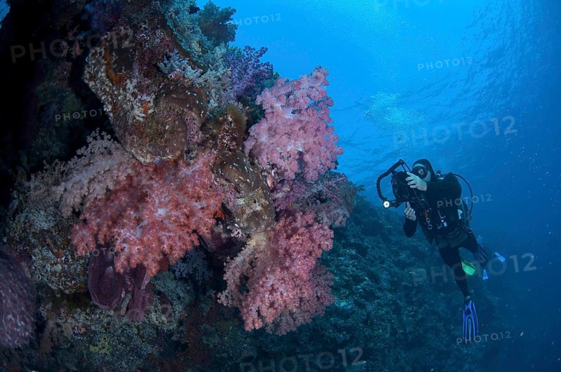 Red soft glomerated tree coral