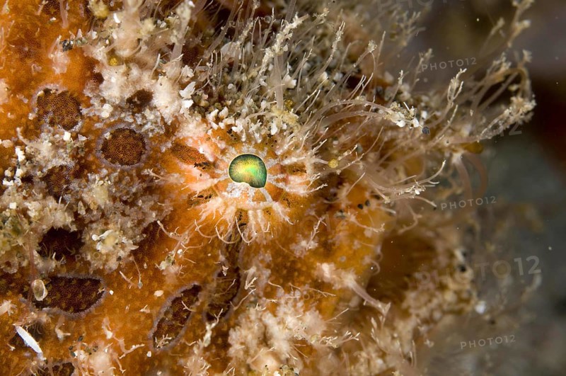 Striated frogfish