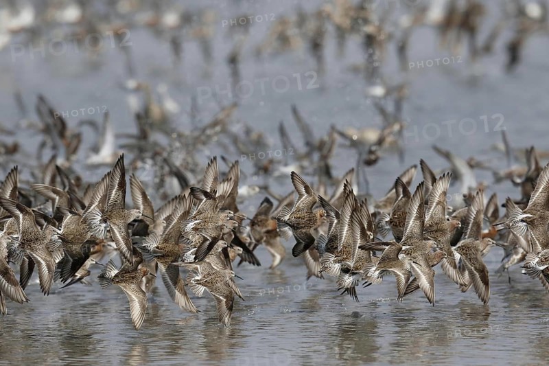 Curlew Sandpiper