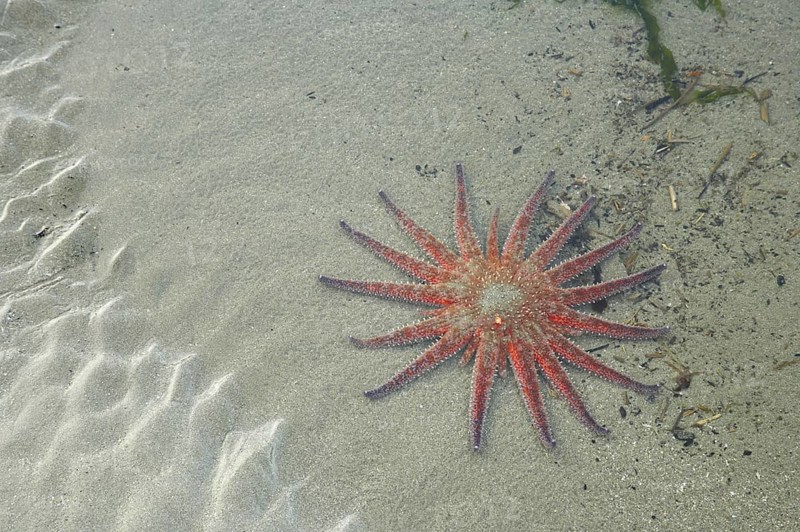 Sunflower Starfish