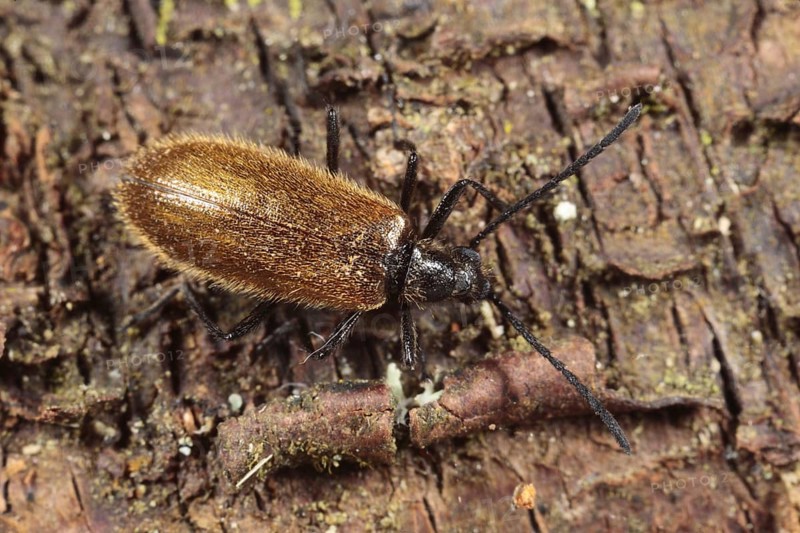 Lagria pubescens