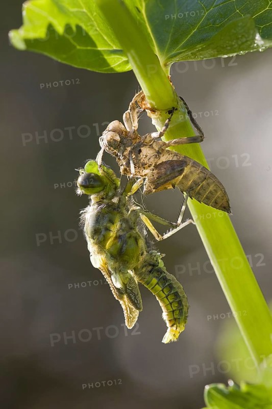 Broad-bodied Chaser adult