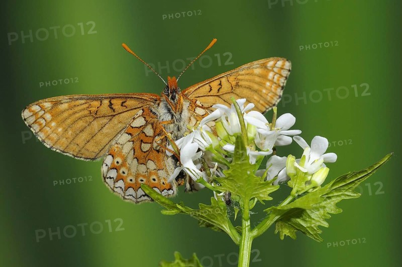 Scabiosa Fritillary