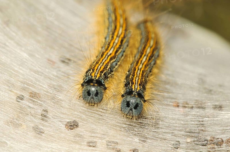 Lackey moth