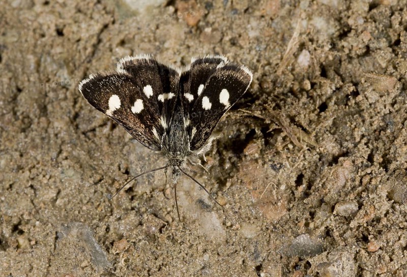 White-spotted Sable Moth