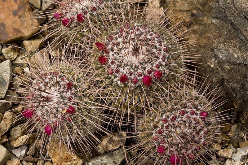Pincushion cactus