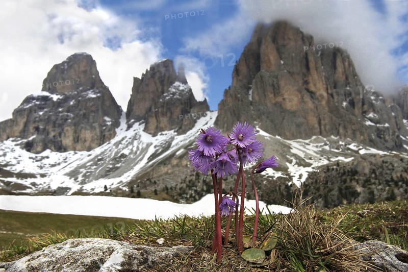 Alpine snowbell