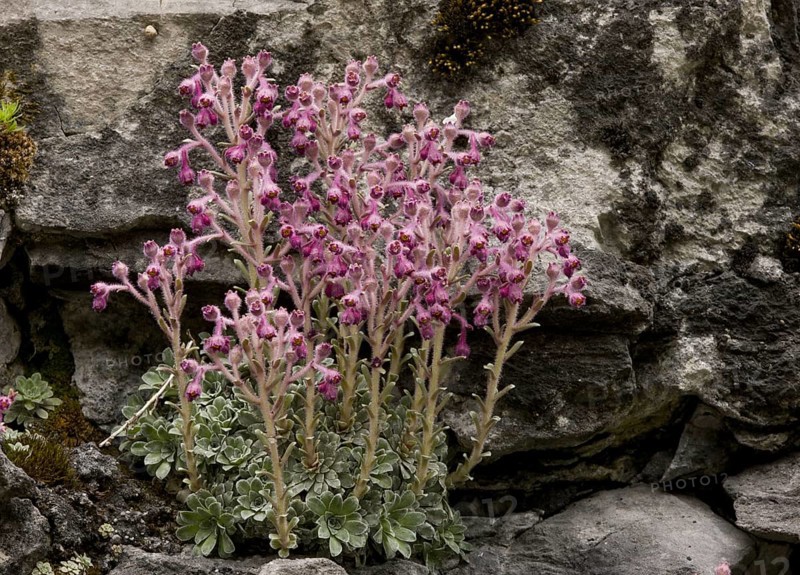 Saxifrage