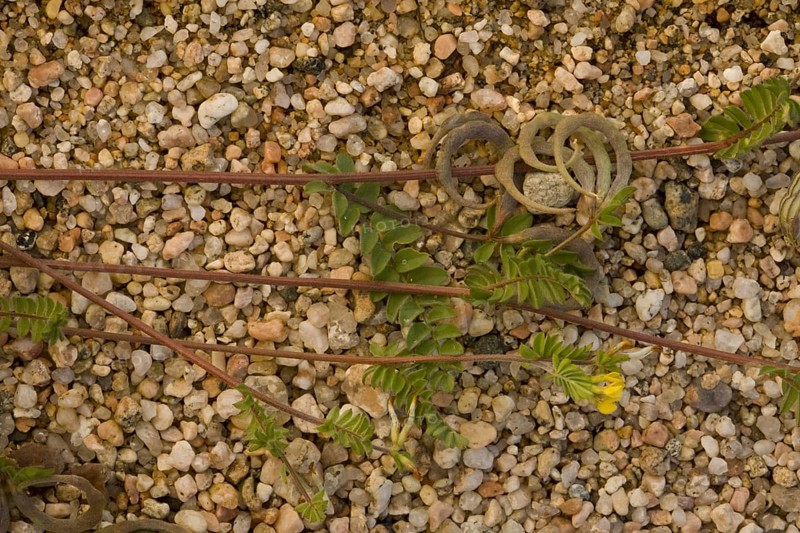 Yellow Serradella