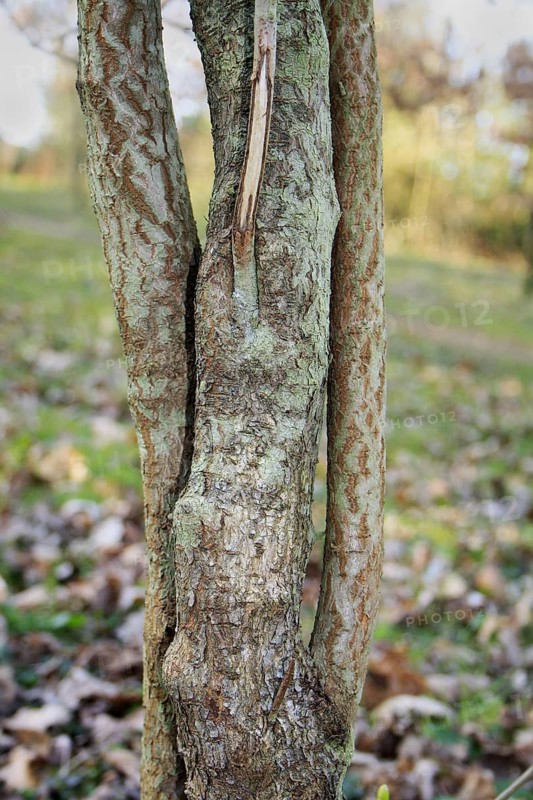 Rambling tree