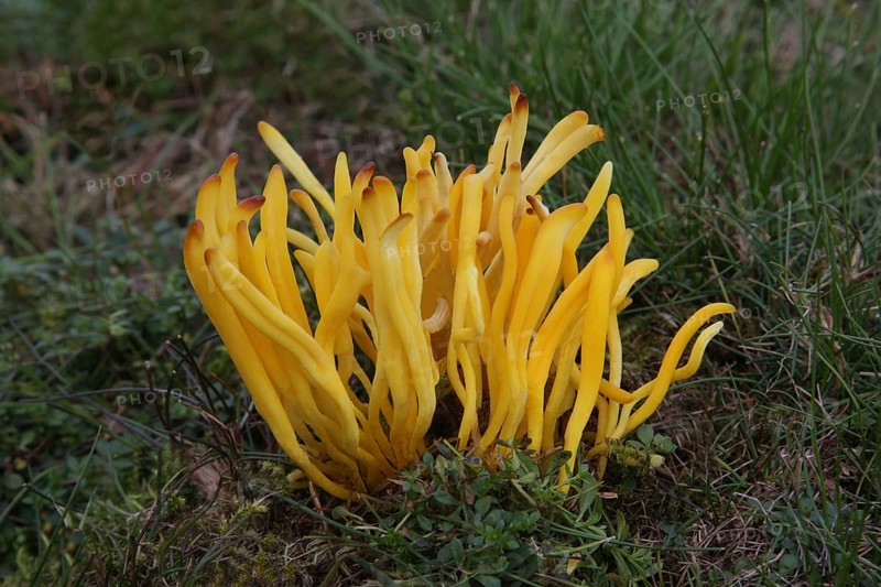 Golden yellow spindle coral