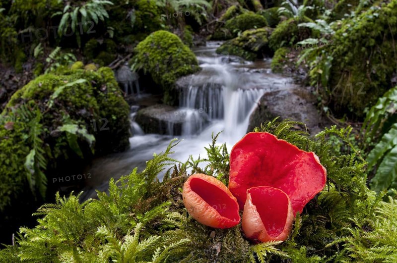 Scarlet elfcup