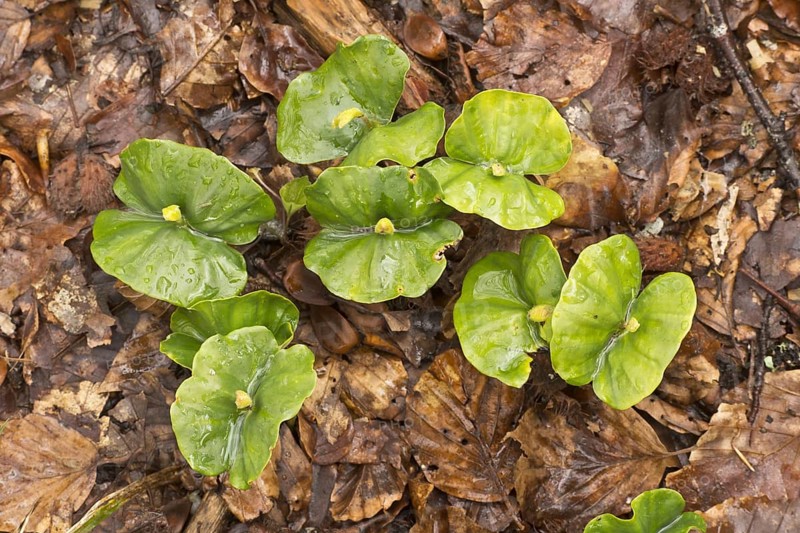 Seedlings of copper beech