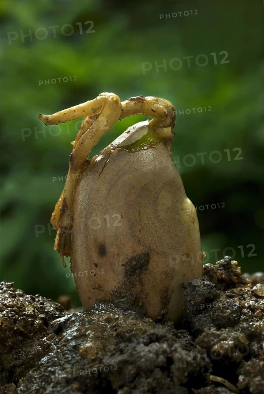 Chempedak