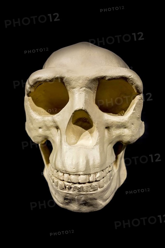 Replica of the skull of Peking Man