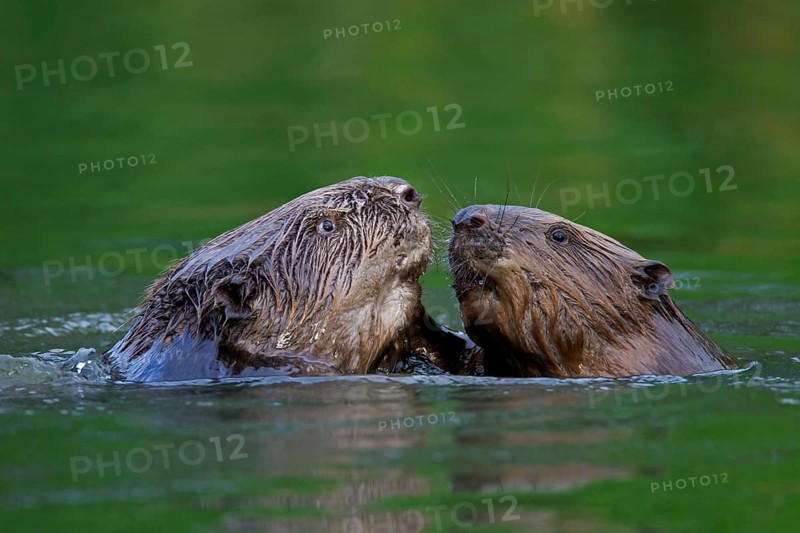 Close-up of two Eurasian beavers