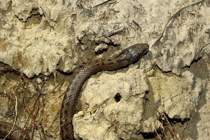 Smooth snake