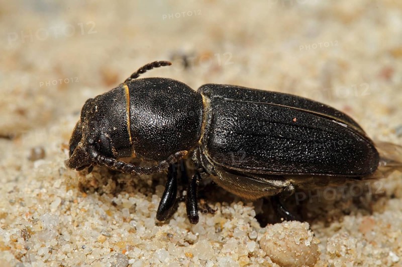 Black longhorn beetle
