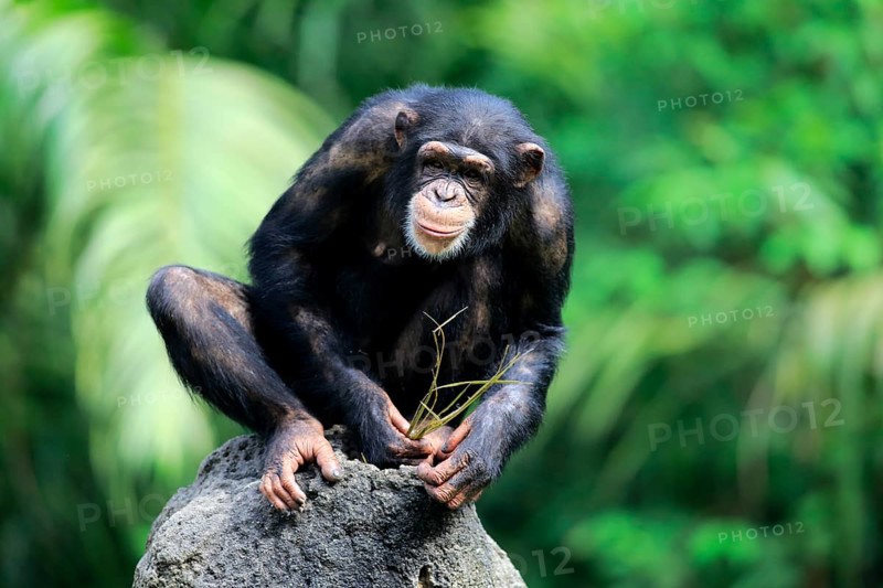 Chimpanzee