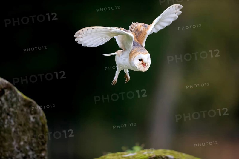 Barn Owl