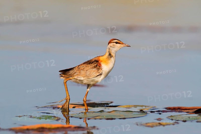 Lesser Jacana