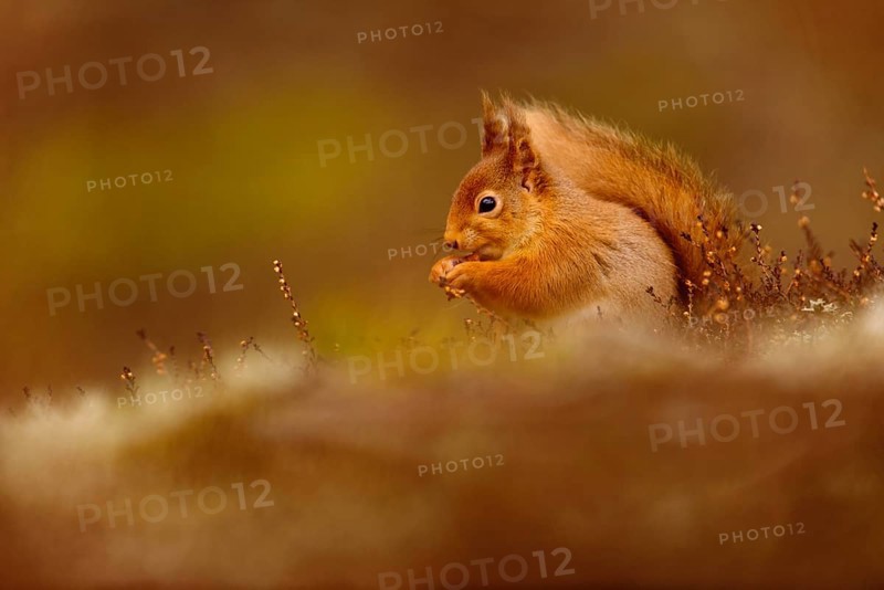 Eurasian red eurasian red squirrel