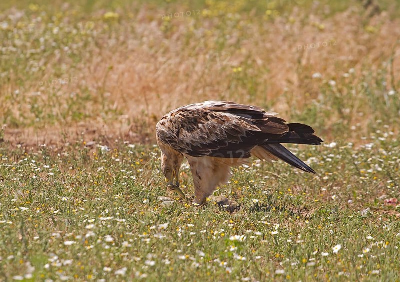 Spanish Imperial Eagle