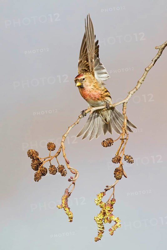 Adult male lesser redpoll