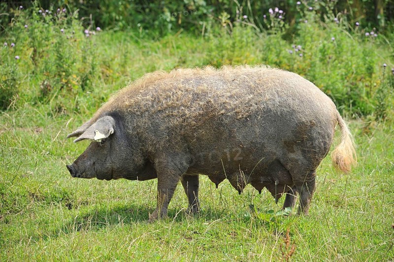 Domestic Pig