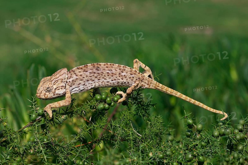 European Chameleon