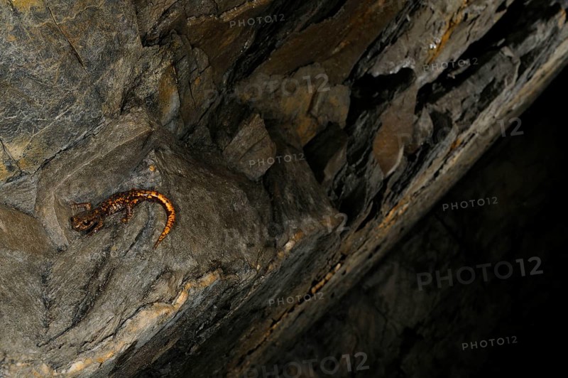 Strinati's Cave Salamander