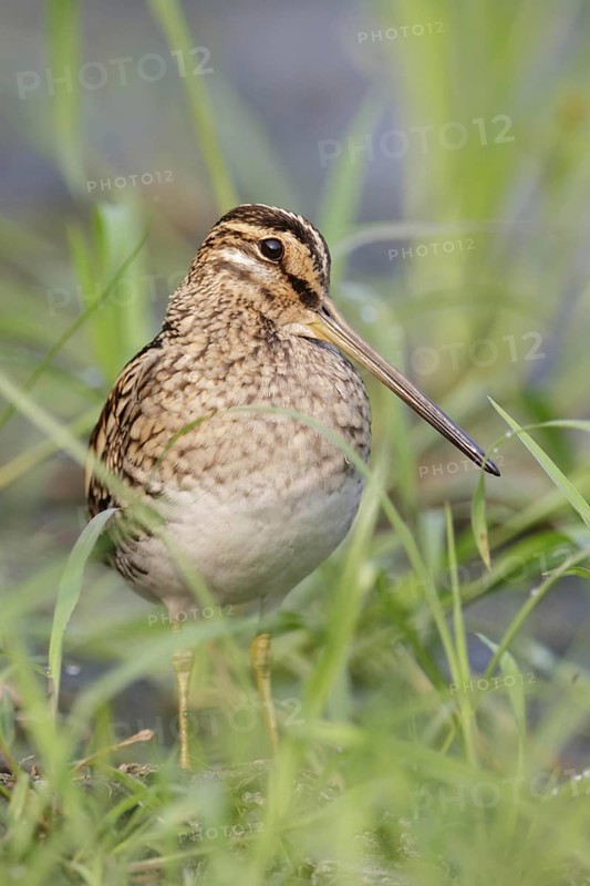 Common Snipe