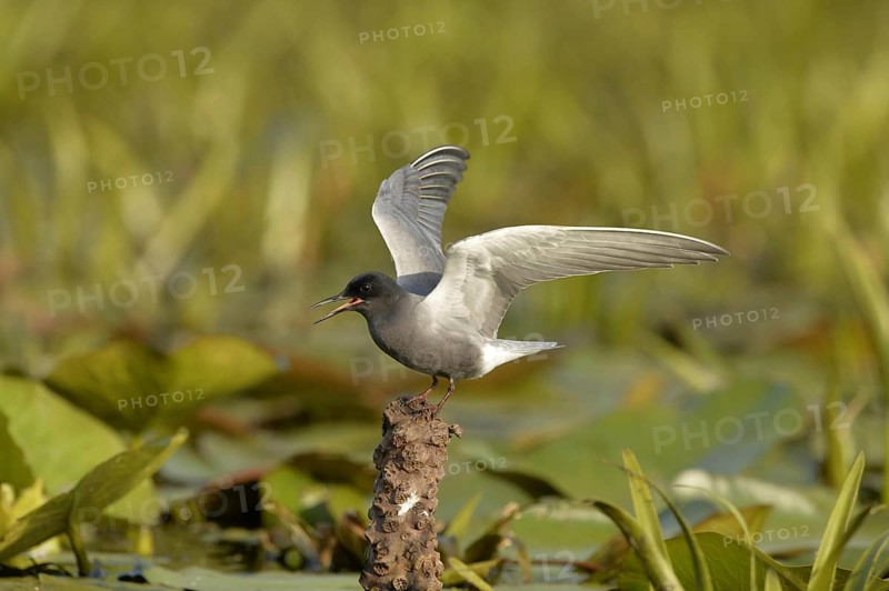 Black Tern
