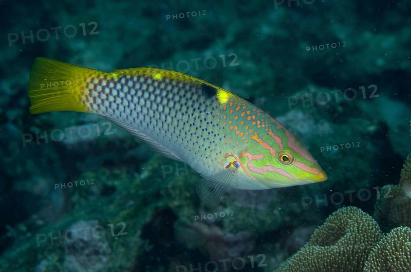 Checkerboard Wrasse