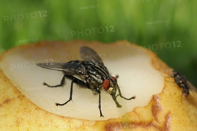 Grey flesh fly