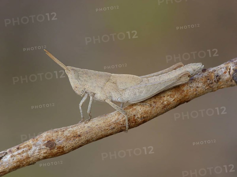 Grasshopper
