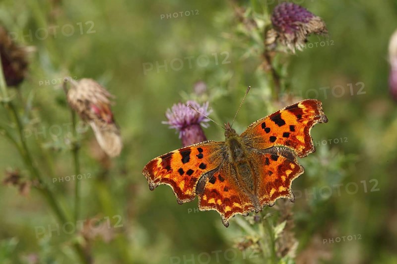 Comma