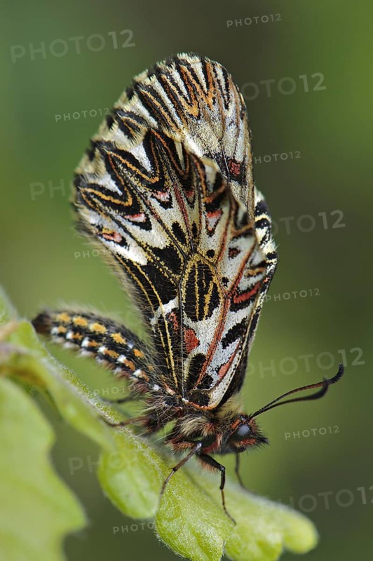 Southern Festoon