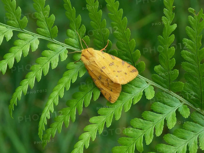 Yellow tiger moth